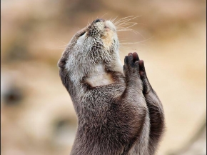 Animal rezando, oración